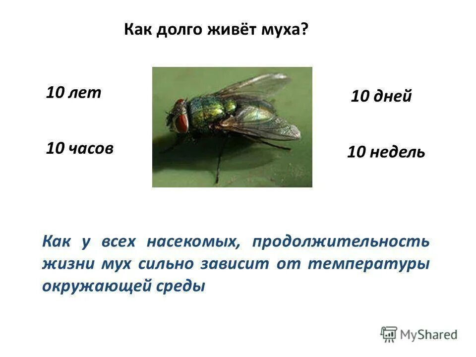 Сколько живут мухи. Продолжительность жизни мухи. Продолжительность жизни мухи комнатной. Продолжительность жизни мухи обыкновенной.