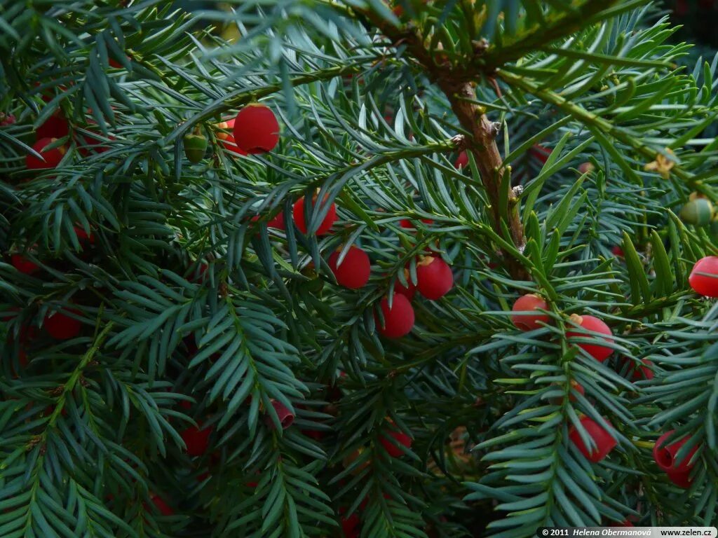 Ис тис. Тис Репанденс. Тисс ягодный Репанденс. Taxus baccata 'repandens'. Тис канадский ягодный.