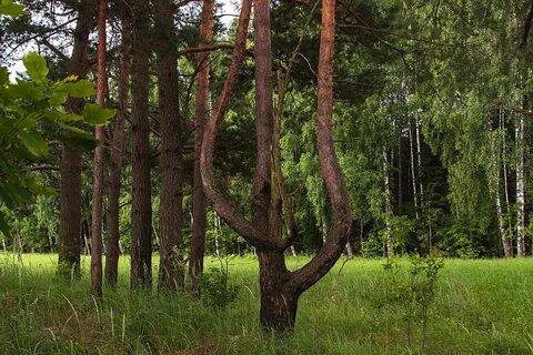 Деревья существуют