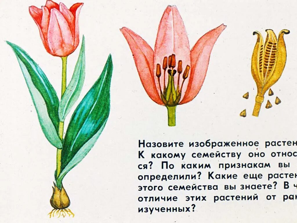 Тюльпан это покрытосеменное растение. Покрытосеменные рисунок. Покрытосеменные растения рисунок. Рис это цветковое растение.