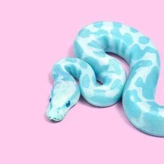 Python frozen