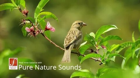 Birds sing songs