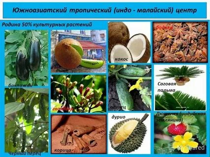 Южноазиатский тропический растения