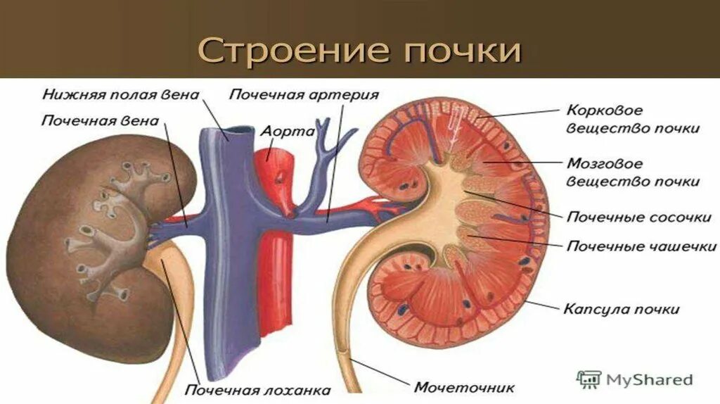 Работа почек человека. Строение почки человека биология. Строение почки системы. Почки биология 8 класс. Строение почки 8 класс биология.