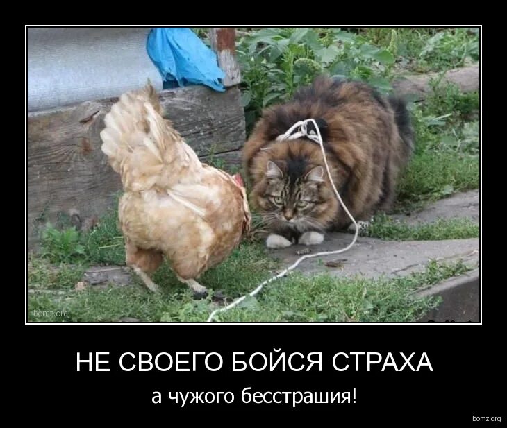 Ничего не бойся я с тоь. Ничего не бойся. Все будет хорошо демотиватор. Не бойся картинки прикольные. Ничего в жизни не надо.