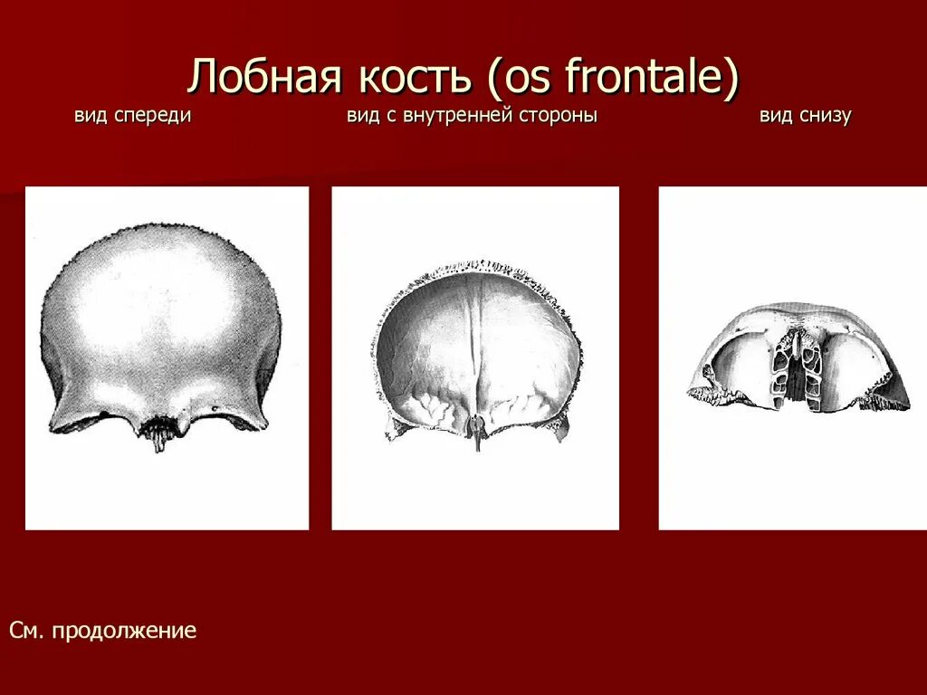 Лобная кость какой тип