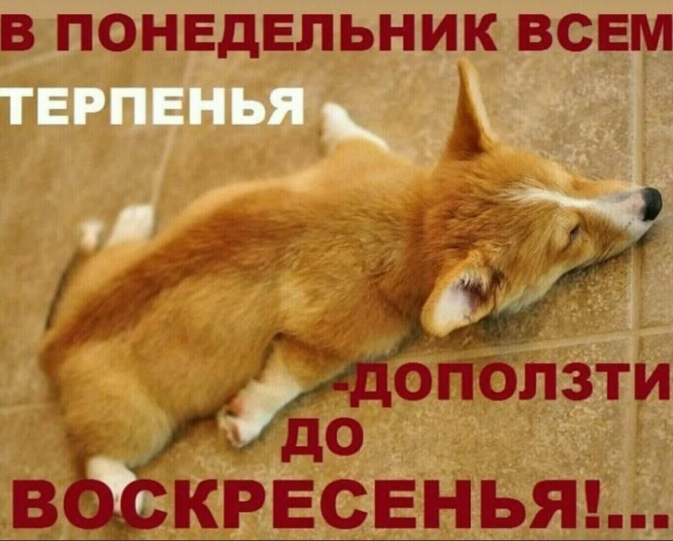 Понедельник карикатура. Цитаты про понедельник смешные. Понедельник картинки прикольные. Прикольное про понедельник. Ура понедельник.