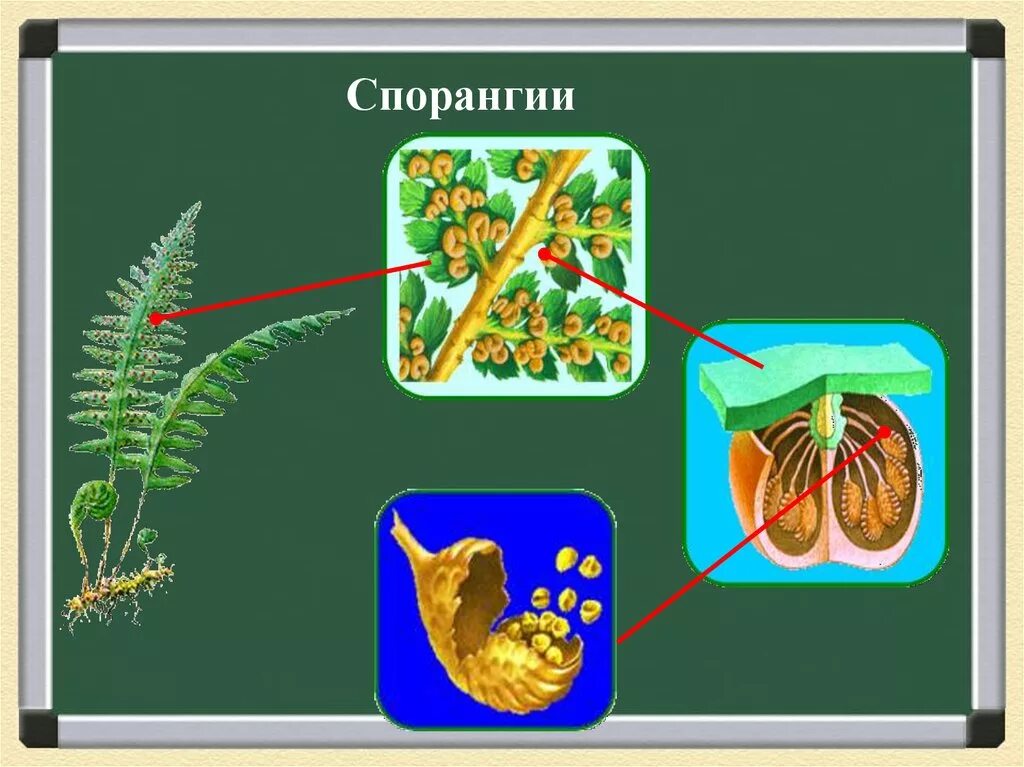 Строение спорангии. Спорангий. Спорангий в разрезе. Класс спорангии. Спорангий это в биологии.