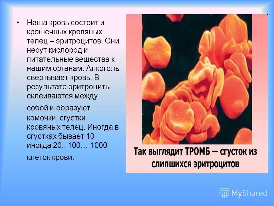 Кровь не сворачивается болезнь. Вещества сворачивающие кровь. Питательные вещества через кровь.