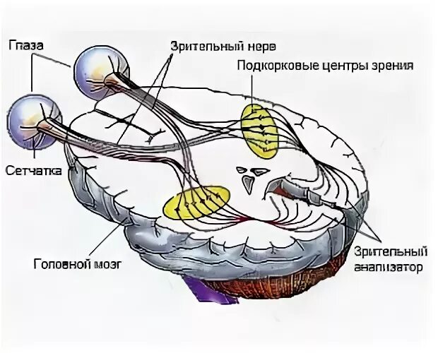 Зрительный нерв в головной мозг. Зрительный нерв подкорковые и корковые зрительные центры. Подкорковые центры обработки зрительной информации. Подкорковые центры зрительного нерва. Подкорковые центры зрен я.