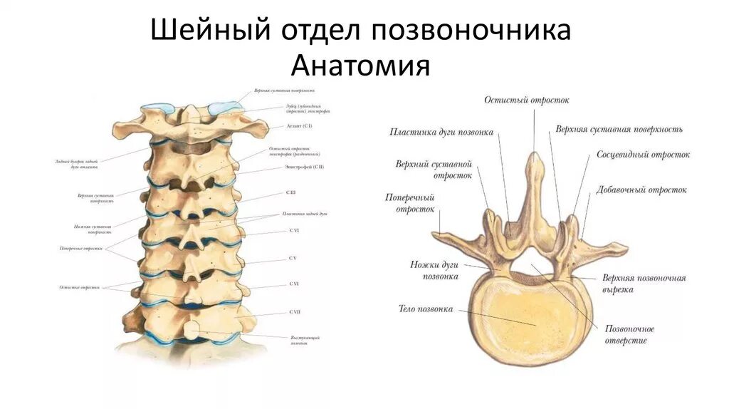 Строение позвонков шейного отдела. Строение шейного позвонка человека анатомия. Шейный отдел позвоночника вид сбоку. Характерные признаки шейного позвонка