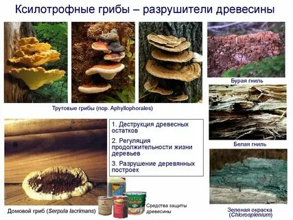 Грибы разрушающие древесину