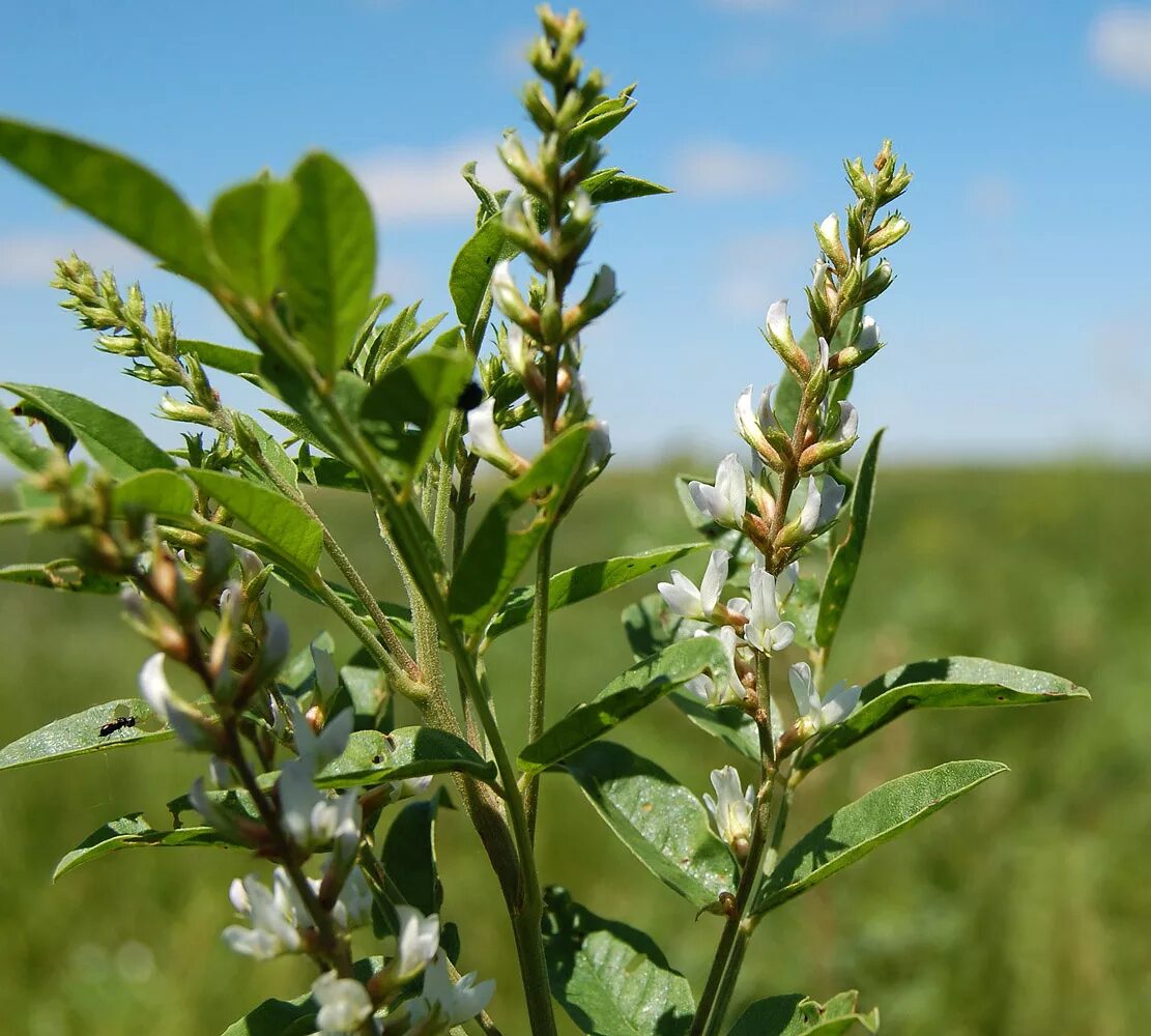 Glycyrrhiza glabra. Солодка Полевая. Корень солодки, Солодка Уральская, лакричник. Лакрица Солодка растение. Солодка лакрица