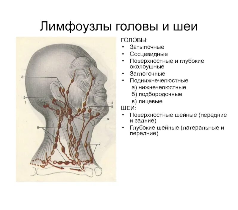 Лимфатические узлы головы и шеи схема.