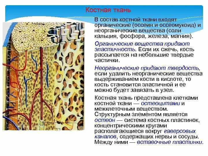 Участвует в образовании костной ткани. Структура костной ткани. Пластинчатая губчатая костная ткань. Особенности межклеточного вещества костной ткани. Минеральные вещества костной ткани.