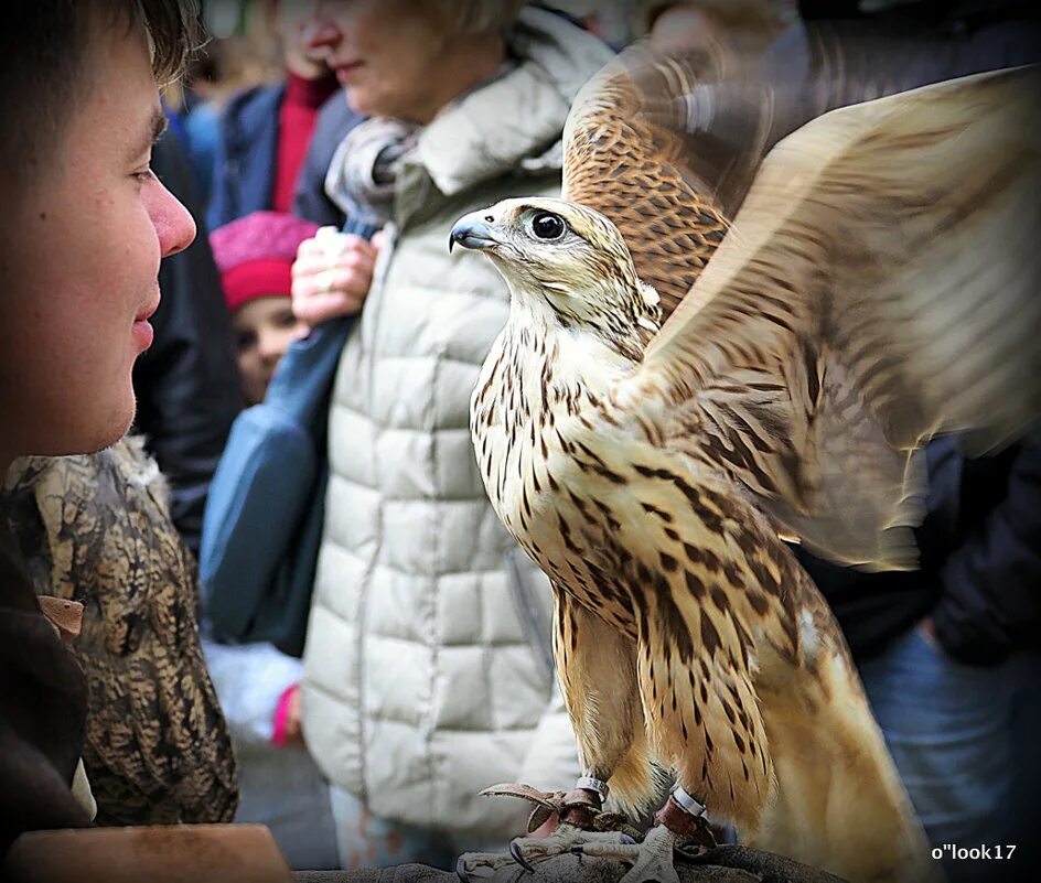 орлан-белохвост фото. преданные птицы. орлан-белохвост белоголовый. дикий голубь горлица. сипуха самец.