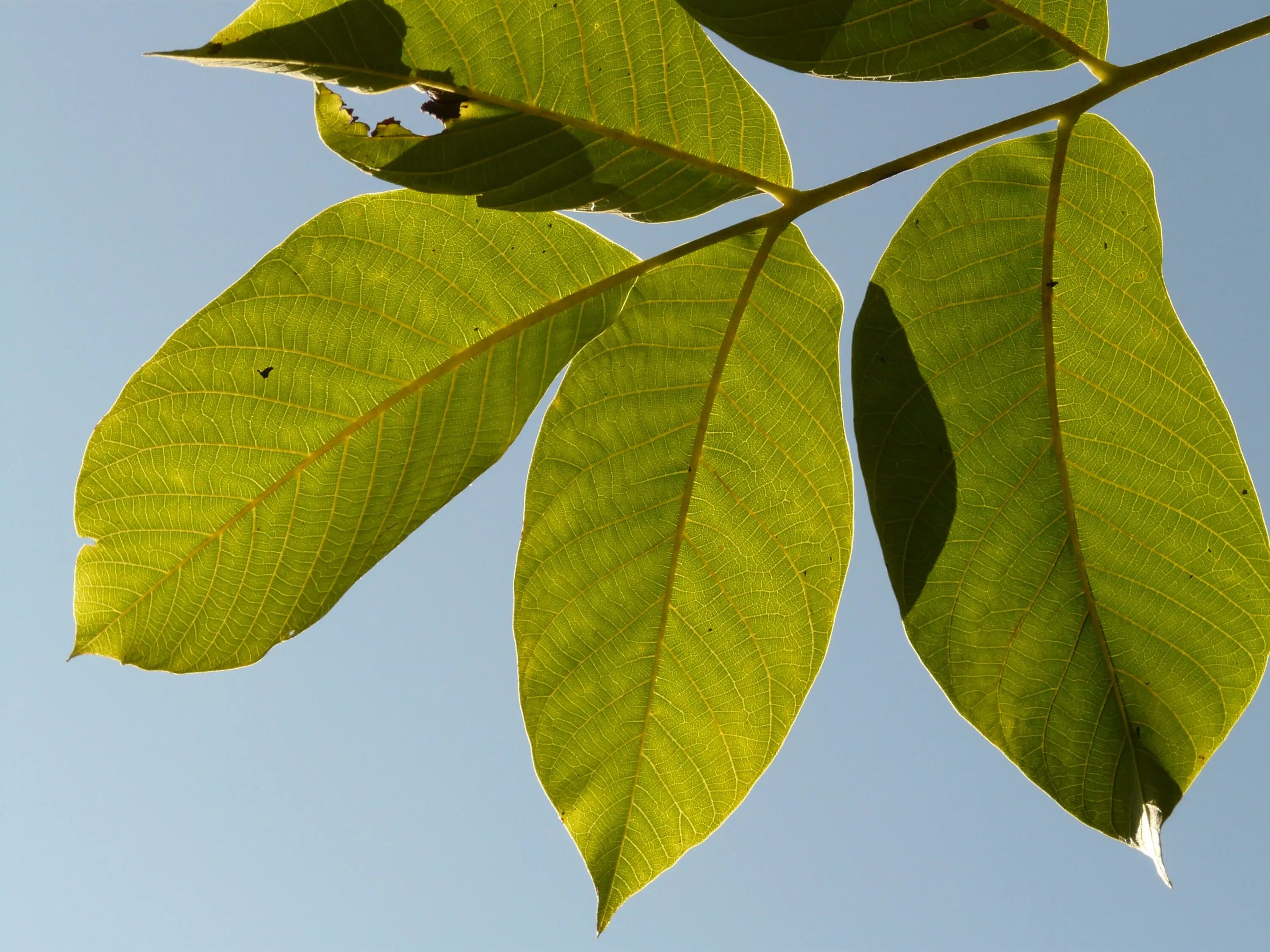 Leaves on the back. Грецкий орех дерево листья. Листок грецкого ореха. Листьягрецского ореха. Лист грецкого ореха полезные.