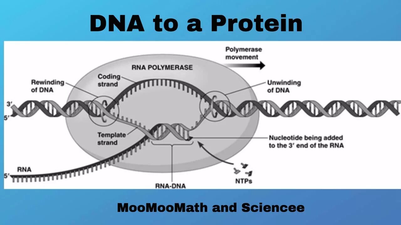 Transcription. DNA Transcription animation. Циркуляризация МРНК. Replication картинки. Dna перевод