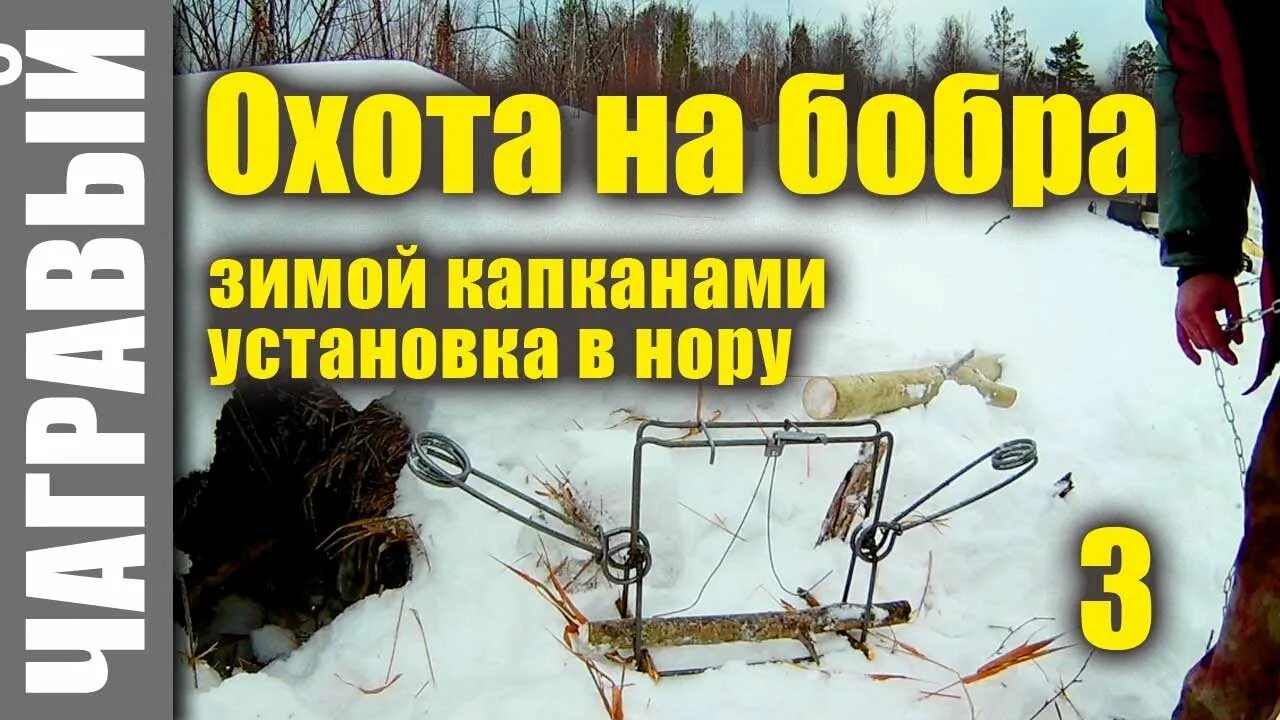 Программа капкан. Проходной капкан на бобра. зимняя охота на бобра с капканами.