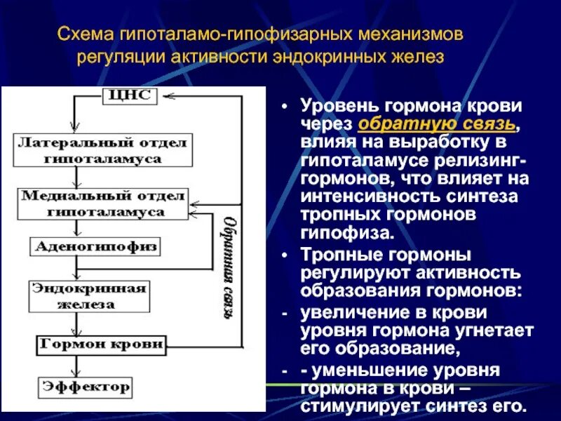 В работе гипоталамо гипофизарной системы заложен принцип. Гормоны гипоталамо-гипофизарной системы. Гипоталамо-гипофизарная система схема. Железы регулируемые гипоталамо-гипофизарной системой. Строение гипоталамо-гипофизарной системы.