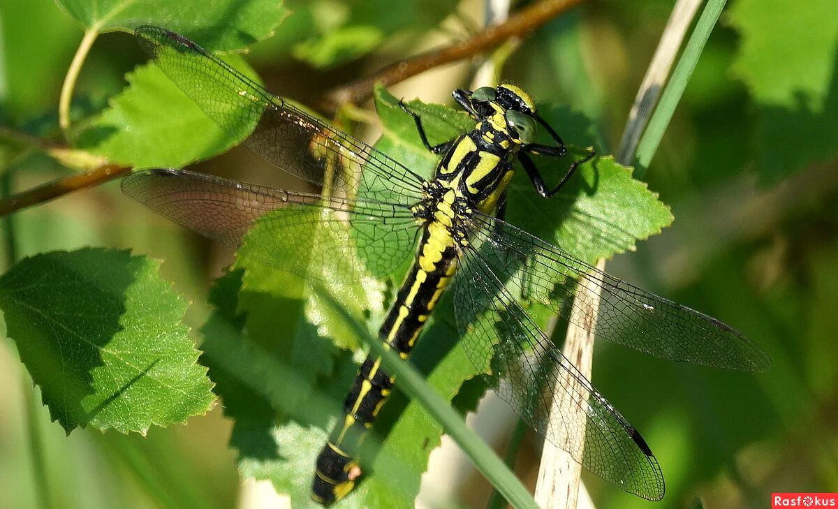 Лютка-дриада самец. Серая стрекоза. Aeshna cyanea. Стрекоза род. Sympetrum danae - сжатобрюх черный.