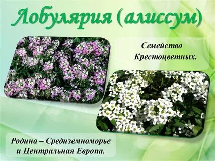 Чем обработать алиссум от крестоцветной