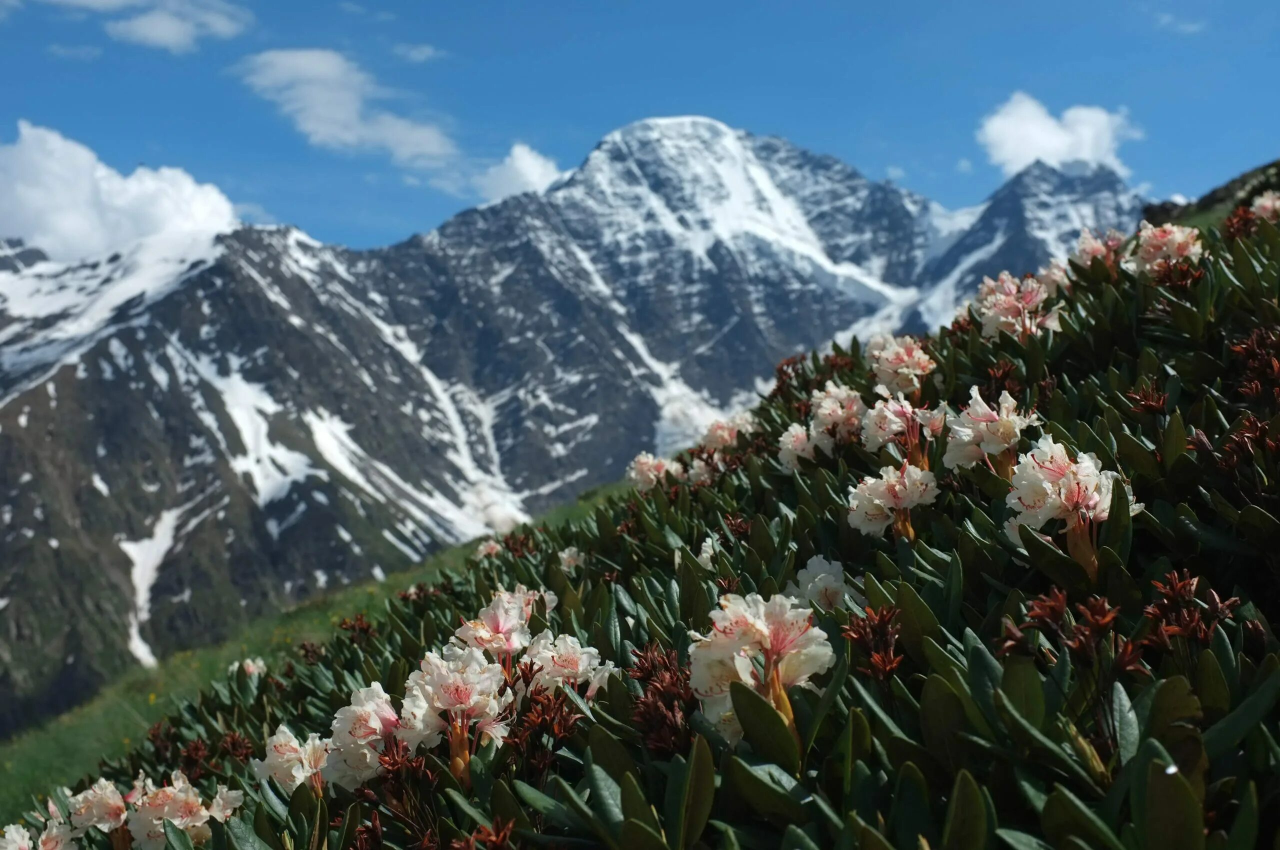 Растения кабардино балкарской республики. Кабардино-балкарский заповедник. Растения кабардино балкарии растения кабардино балкарии. Эдельвейс приэльбрусье цветок. Кабардино-балкарский высокогорный заповедник флора.