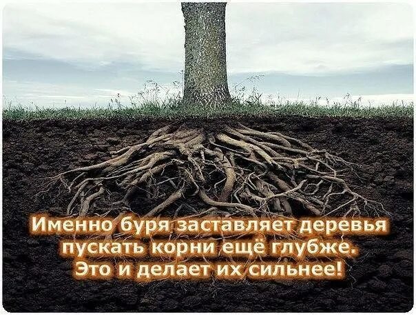 Пустить корни. Дерево пустило корни. Цитаты о корнях дерева. Высказывание о деревьях и корнях. Не забывай свои корни текст