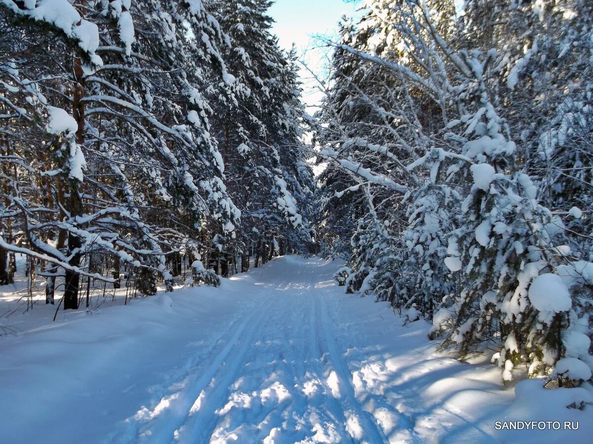 Порошино зимой. Кировск зимний лес. Зимний лес Тюмень. Кировские леса зимой. Сургутский зимний лес зимой.