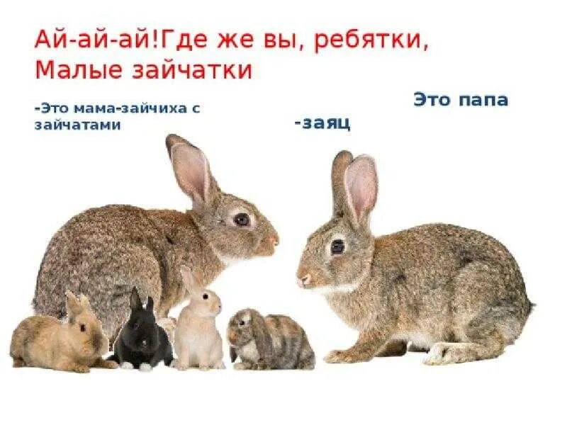 Почему зайчат называют. Заяц зайчиха Зайчонок. Мама крольчиха с крольчатами. Семья кроликов. Для дошкольников заяц Зайчонок.