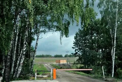 Кп березовая роща