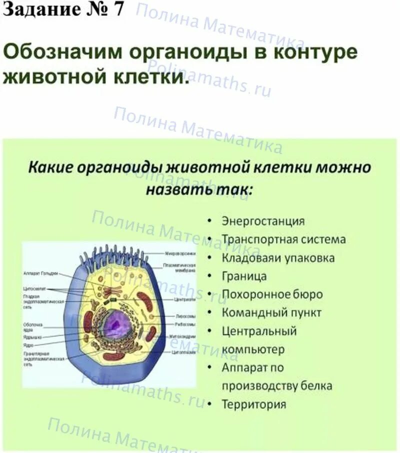 В световой микроскоп хорошо видны органоиды