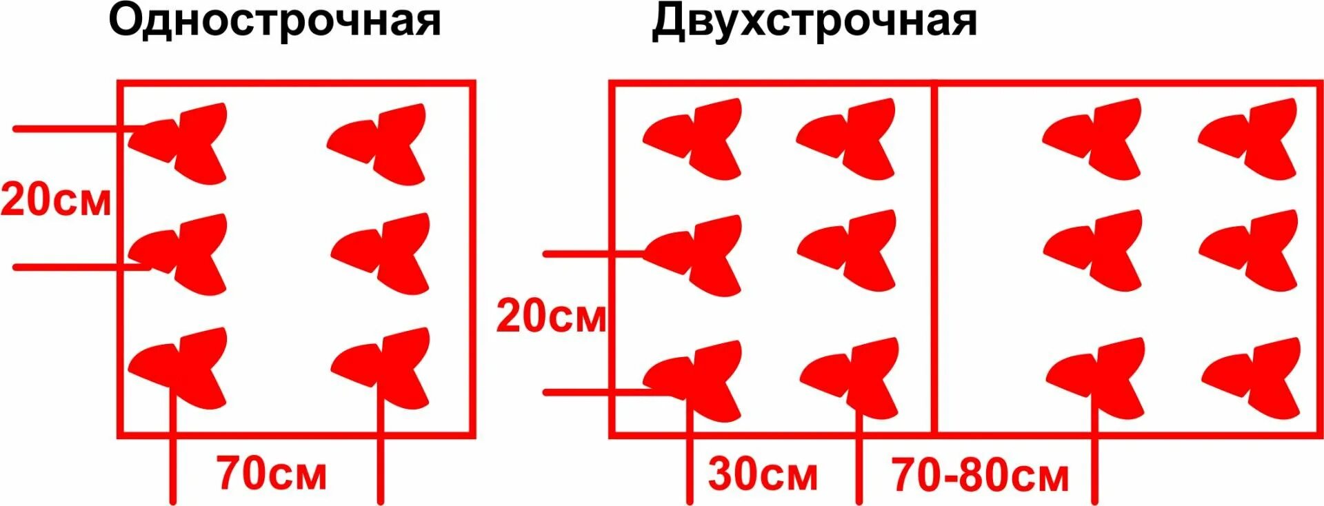 Какое расстояние должно быть между кустами клубники. Клубника схема посадки двухстрочная. схема посадки клубники на грядке. схема посадки клубники весной в открытый грунт. схема посадки виктории.