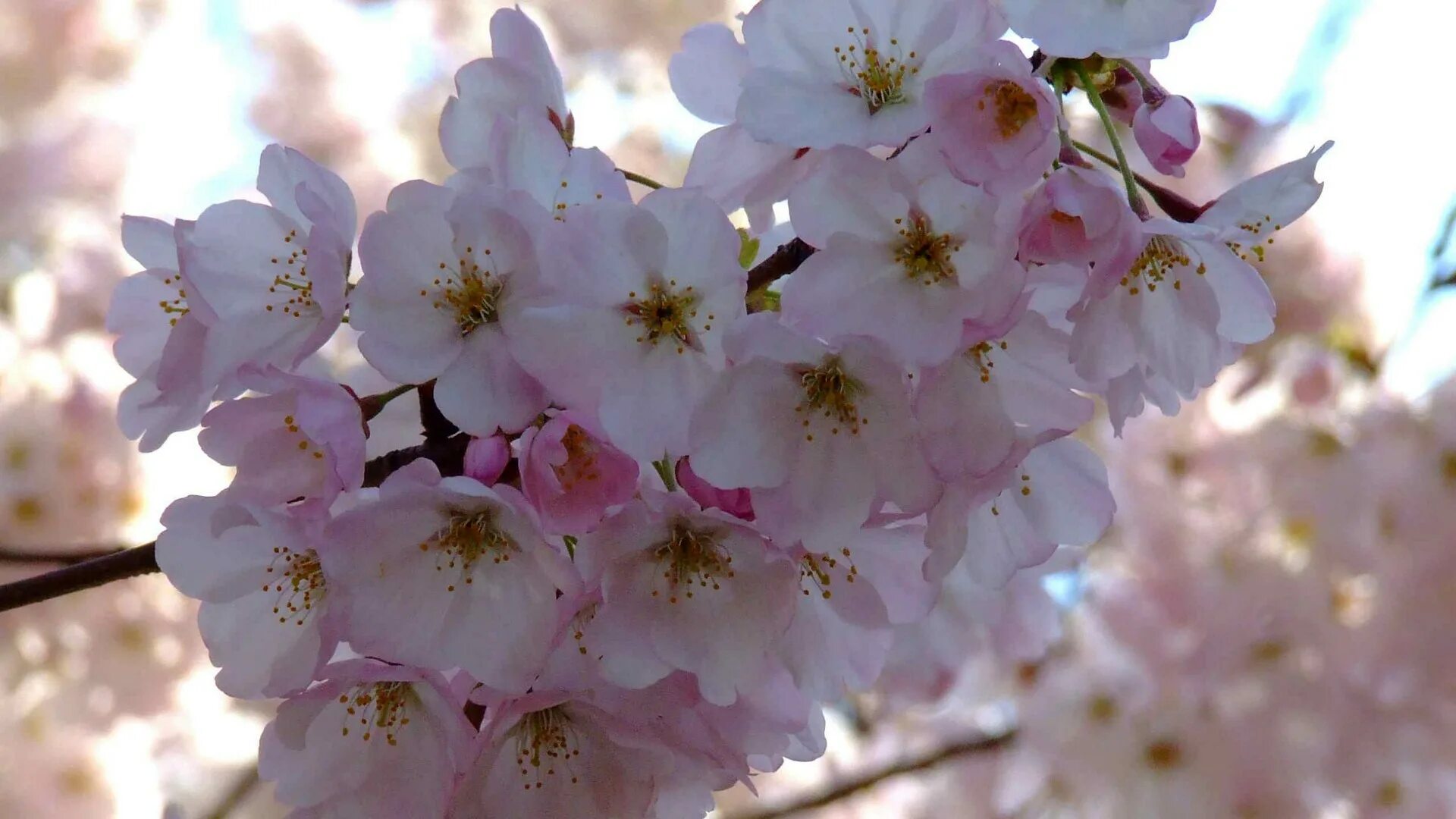 Was the best in spring. Сакура яблоня. Цветущие вишни. Весенняя природа. Вишня цветет.