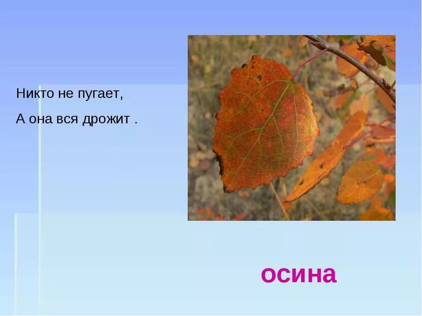 Осина дрожащая. Никто не пугает а вся дрожит. Дрожит как осиновый лист. Осина части растения. Как появилась поговорка дрожит как осиновый лист