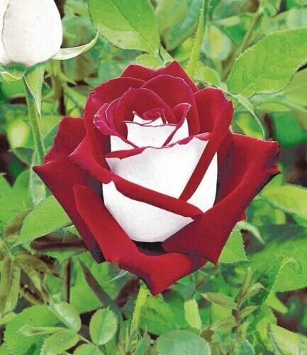 10 SEMI ROSA OSIRIA - SEEDS eBay