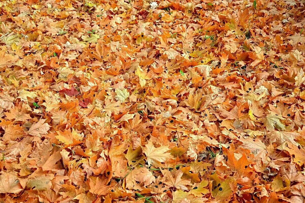 Ковер из березовых листьев. Осень ковер из листьев. Ковер из осенних листьев. Ковер из листьев на белом фоне. Ковер из листьев.