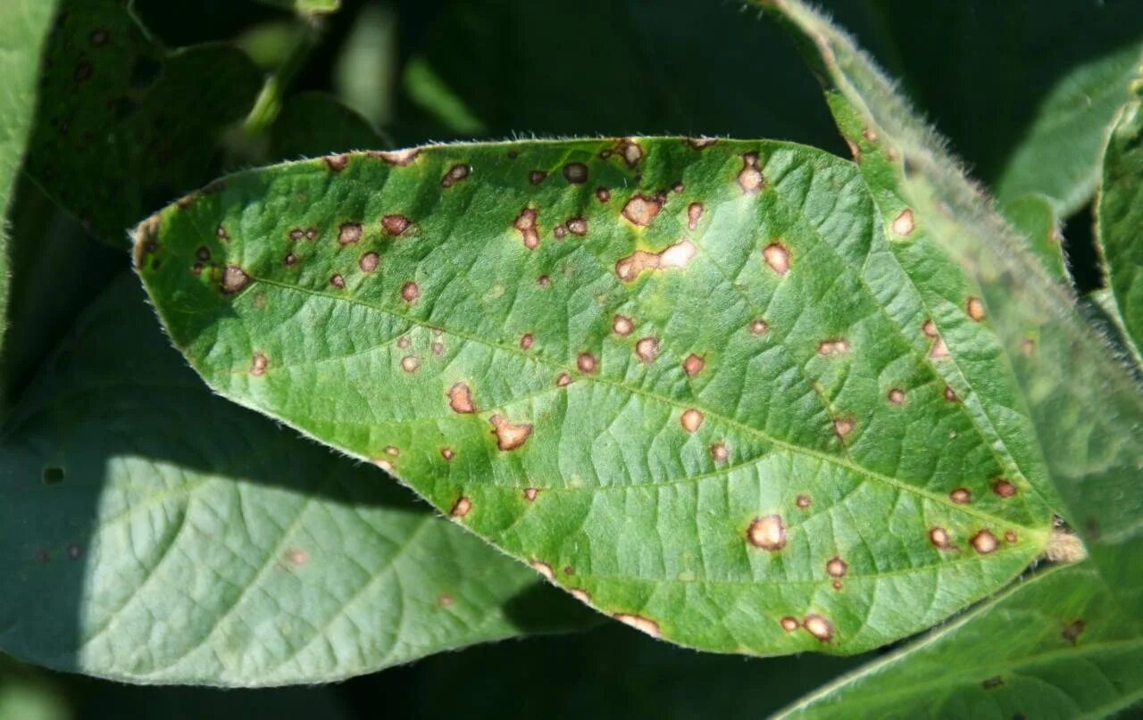 Пурпурный церкоспороз сои. Cercospora sojina. Cercospora sojina. Бурая пятнистость кизила. Пурпурный церкоспороз сои.