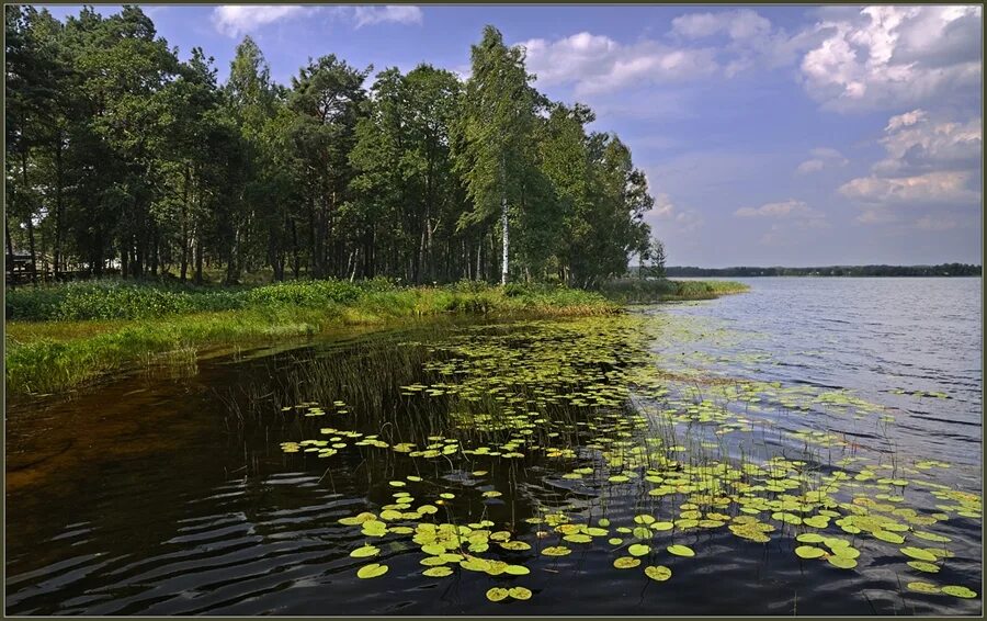 Береже озеро. Озеро Бережье Браслав фото. Растения Браславских озер. Браславские озера Белоруссия на рыбалка. Береж т