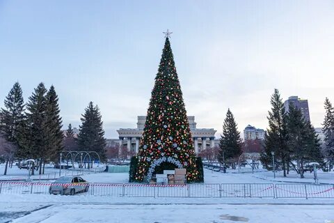 Новогодняя елка новосибирск