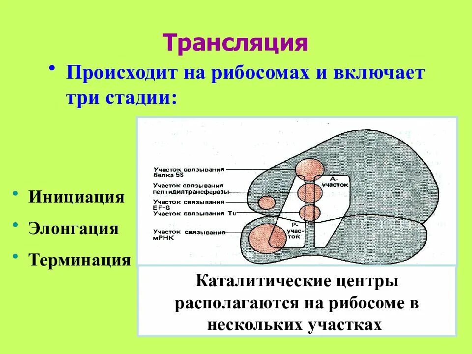 Где происходит трансляция биология. В рибосомах происходит. трансляция осуществляется. центры рибосомы. трансляция происходит в рибосомах.