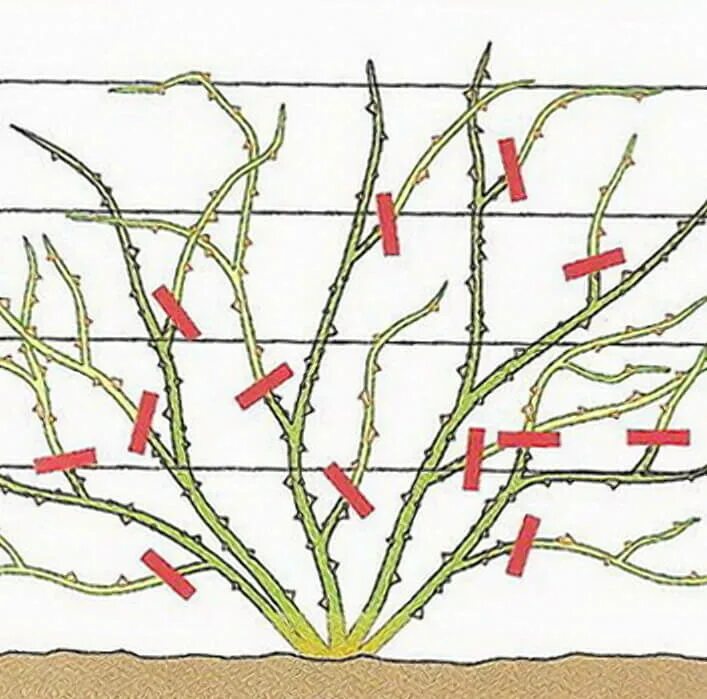 Как обрезать розу весной для начинающих. Формировка куста плетистой розы. Обрезка плетистой розы весной. Плетистые розы обрезка весной. Обрезка плетистой розы весной схема.