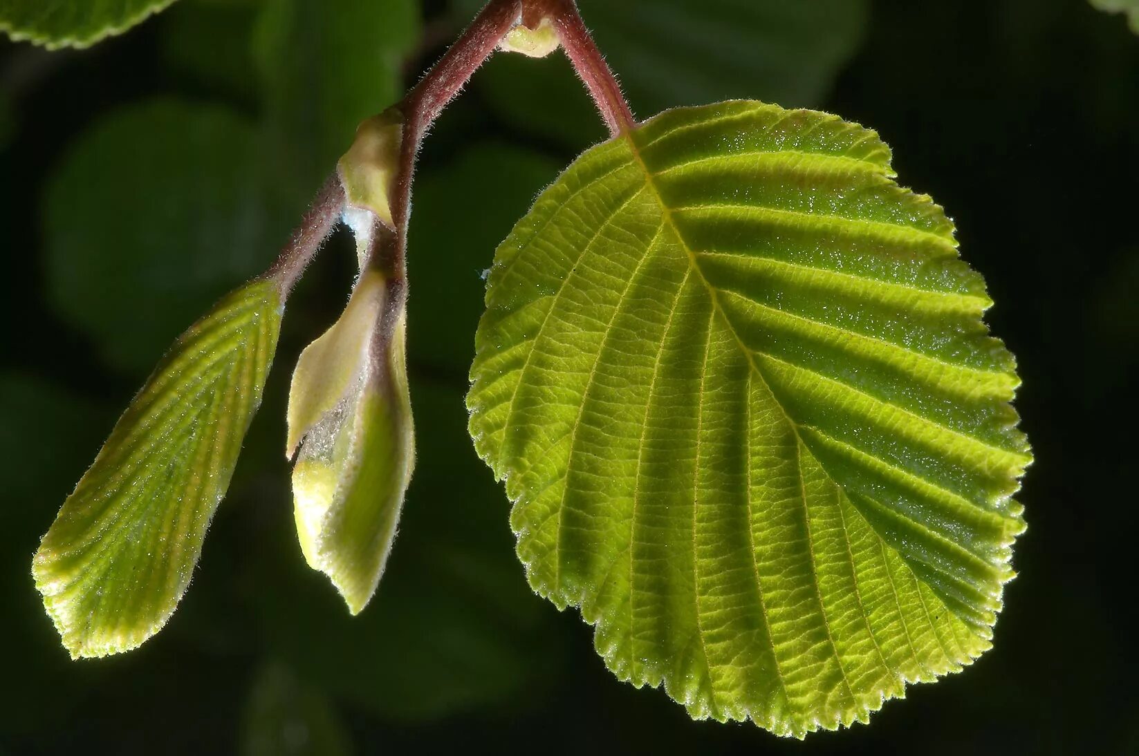 Ольха сердцевидная. Alnus cordata ольха сердцевидная. Вяз граболистный листья. Ольха пушистая (Alnus hirsuta).