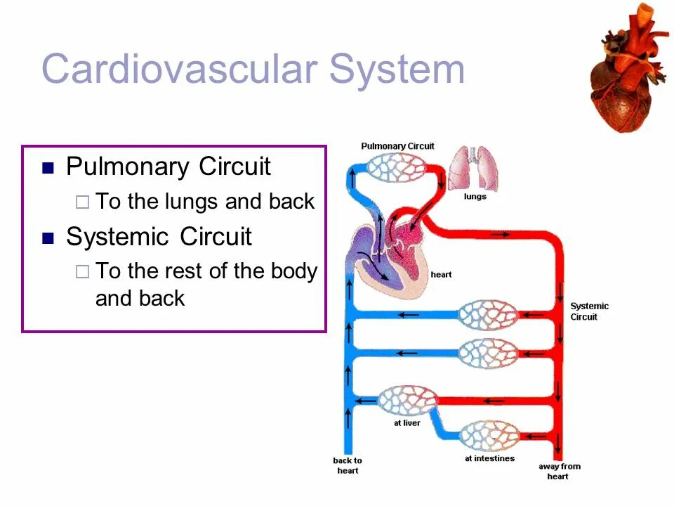 Back to system. Pulmonary circuit. Systemic circuit. Pulmonary and systemic circulation. The cardiovascular System function.