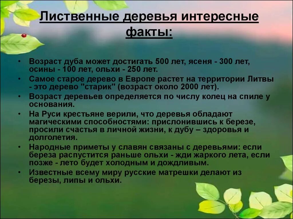 Основная мысль текста не повезло осине. Стихотворение Есенина я покинул свой родной дом. Анализ стихотворения я покинул дом родной Есенина. Анализ стихотворения Есенина я покинул родимый дом. Интересные факты о лиственных деревьях.