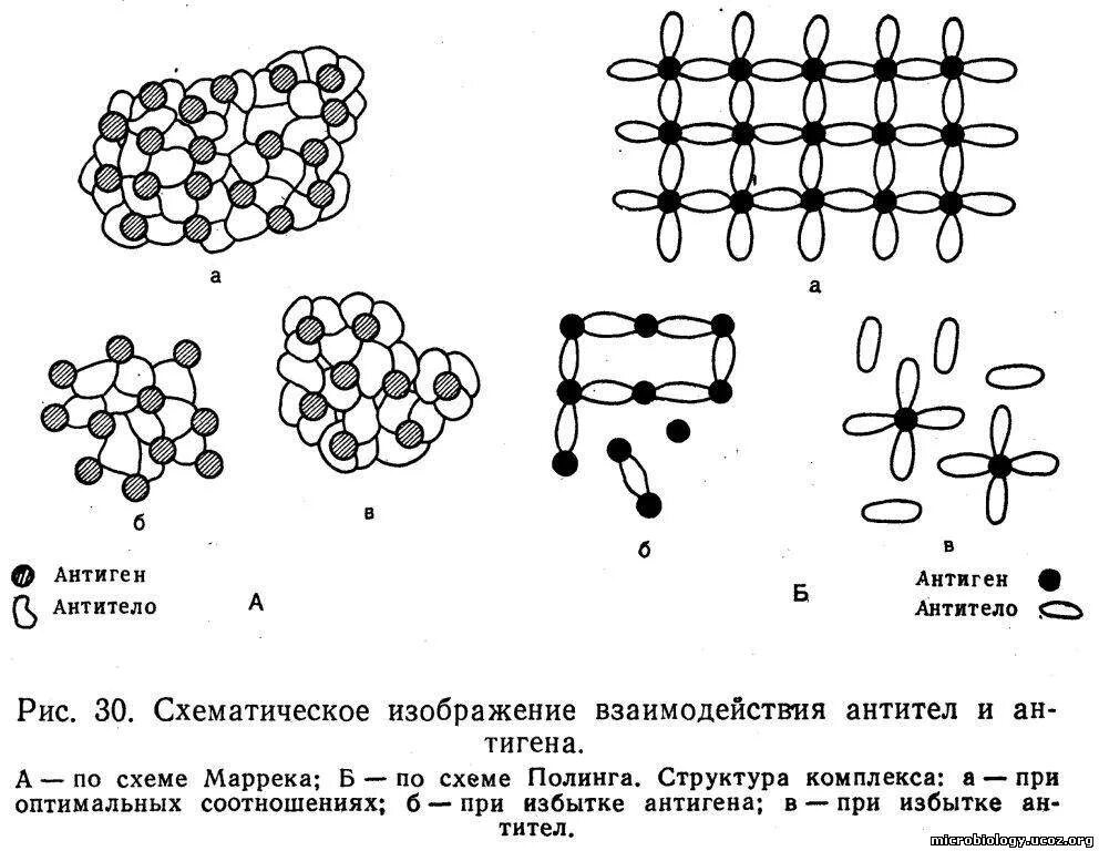 Теория решетки микробиология. Реакция агглютинации микробиология. Реакция агглютинации микробиология механизм. Теория решетки рисунок микробиология. Реакция агглютинации антиген