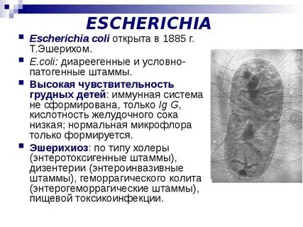 Патогенные простейшие кишечника ответы