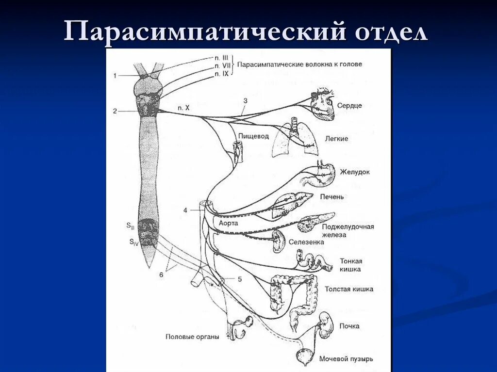 Парасимпатическая иннервация поджелудочной железы схема. Парасимпатическая иннервация. Парасимпатическая иннервация глотки. Функции парасимпатической системы схема. Парасимпатическая иннервация сердца