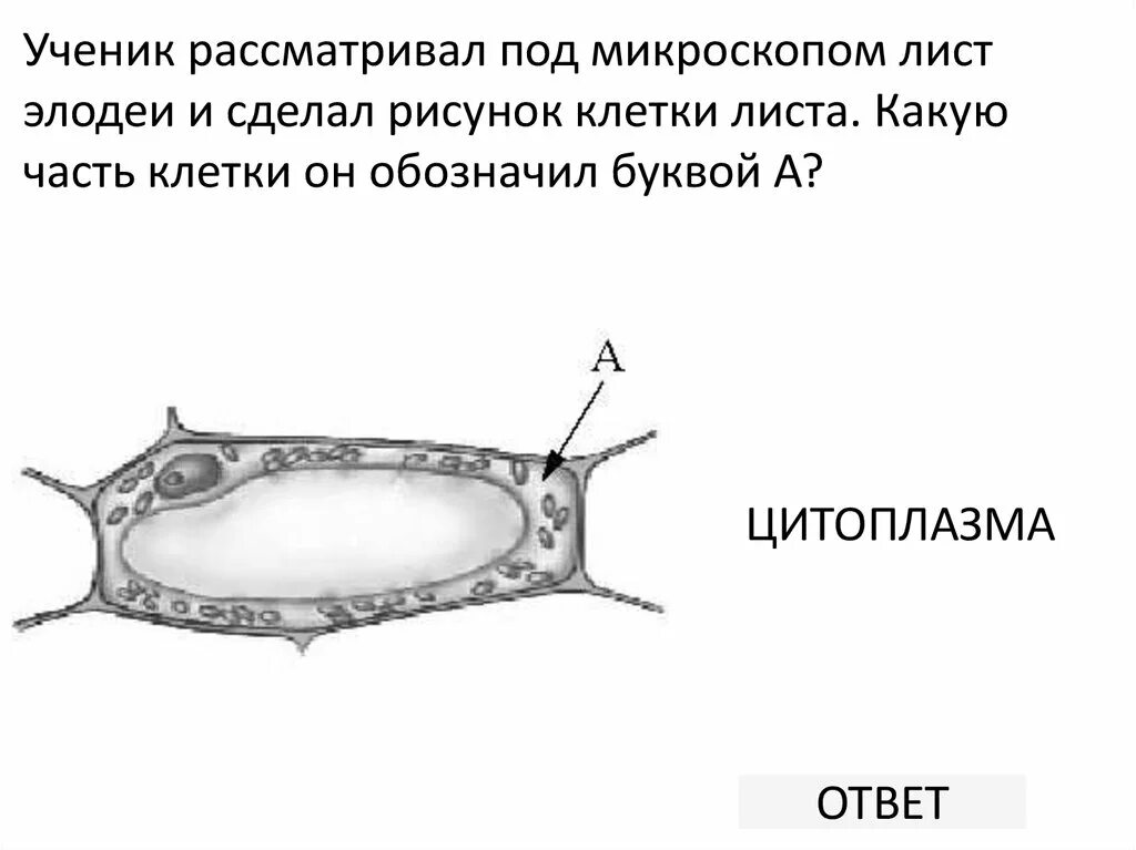 Биологический диктант "Строение клетки. 5 класс"
