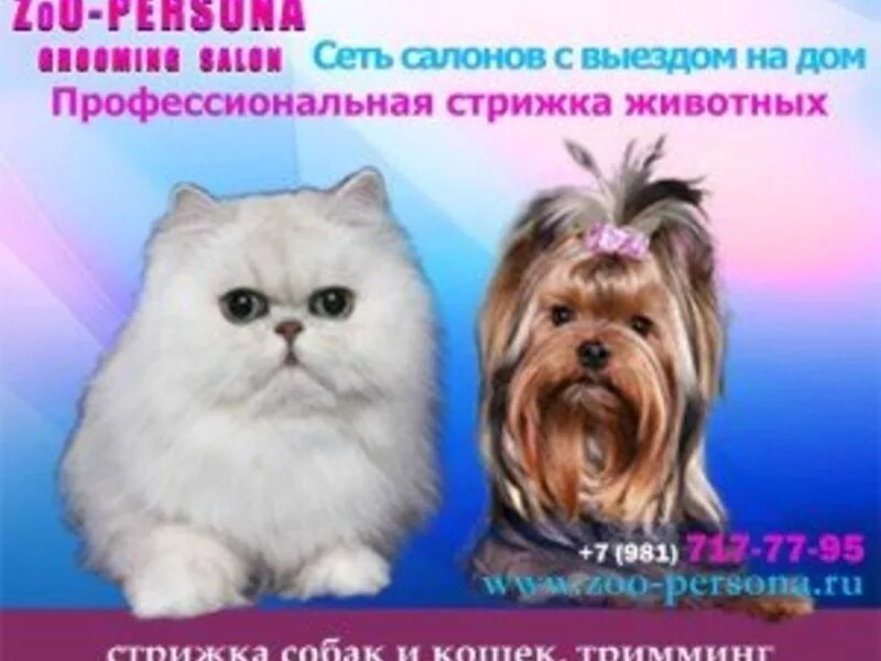 Стрижка собак и кошек на дому москва. Стрижка собак на медиков москва. Стрижка животных. Подстриженная собака. Стрижка собак и кошек на дому москва.